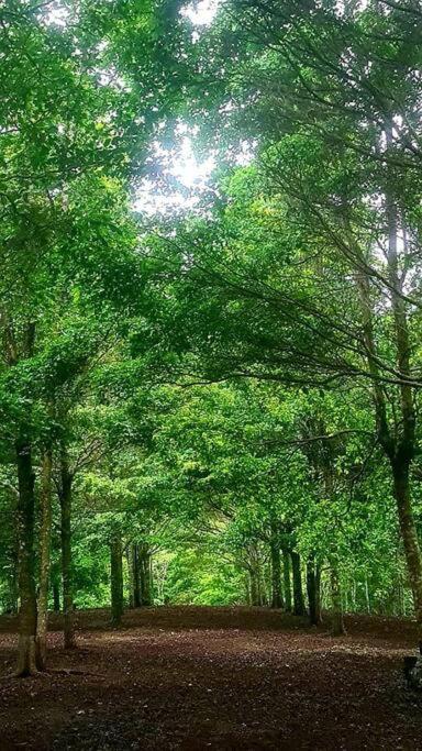 Hospedaje Finca Agroturistica Dona Rufa Rio Sereno Luaran gambar