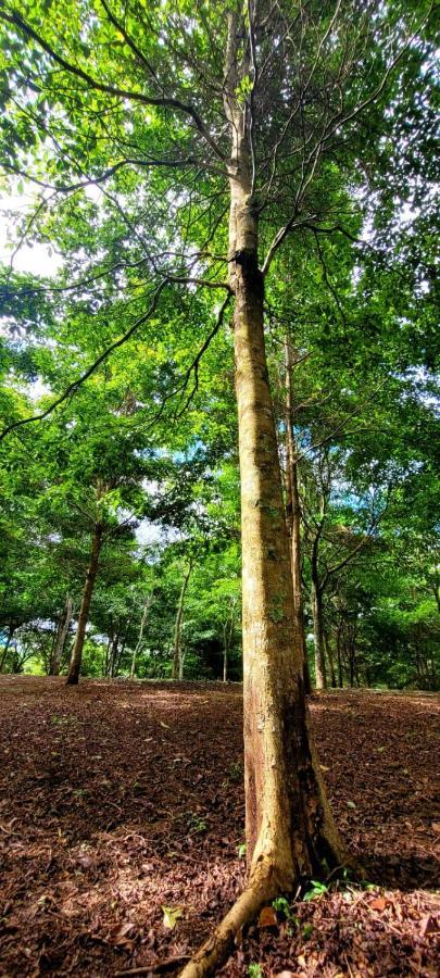 Hospedaje Finca Agroturistica Dona Rufa Rio Sereno Luaran gambar